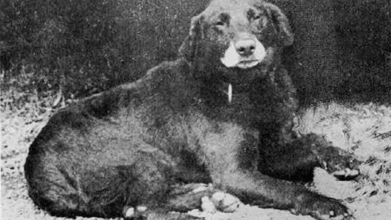 The Labrador Retriever Is Originally From Newfoundland Not Labrador