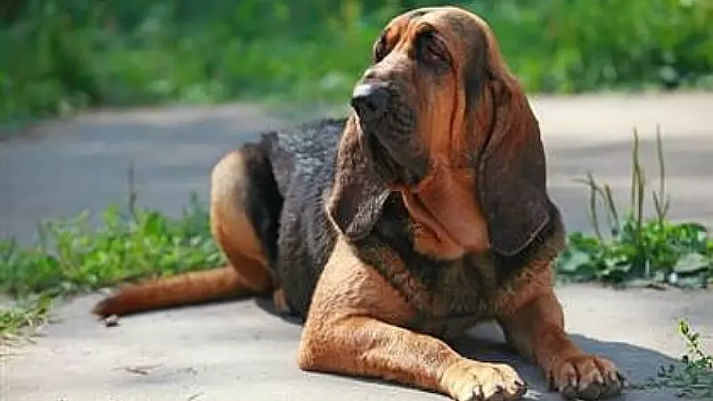 Bloodhounds Can Follow Scents That Are Days Old
