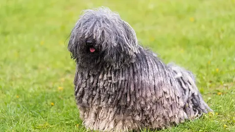 The Puli Has Naturally Corded Hair That Looks Like Dreadlocks