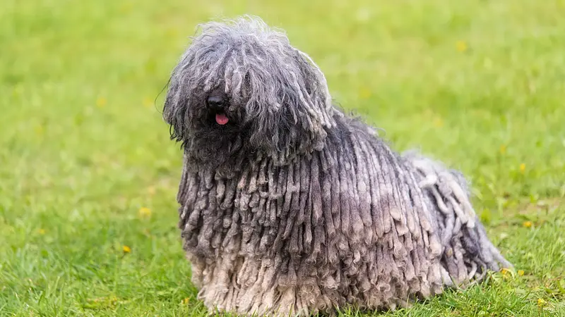 The Puli Has Naturally Corded Hair That Looks Like Dreadlocks