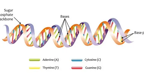 DNA was not recognized as genetic material until 1952
