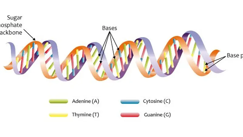 DNA was not recognized as genetic material until 1952