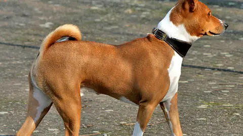 The Basenji Does Not Bark But Can Yodel Instead