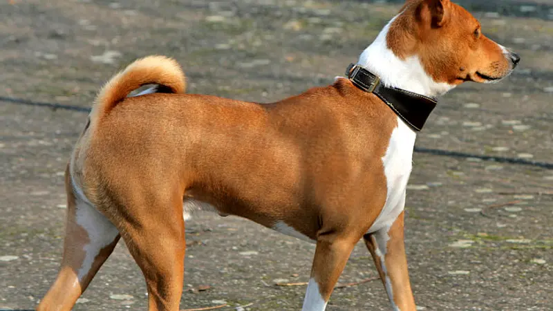 The Basenji Does Not Bark But Can Yodel Instead