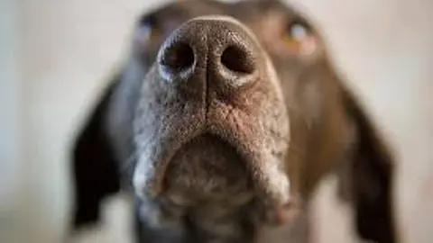 A Dog Sense of Smell Is 10000 to 100000 Times Better Than Yours
