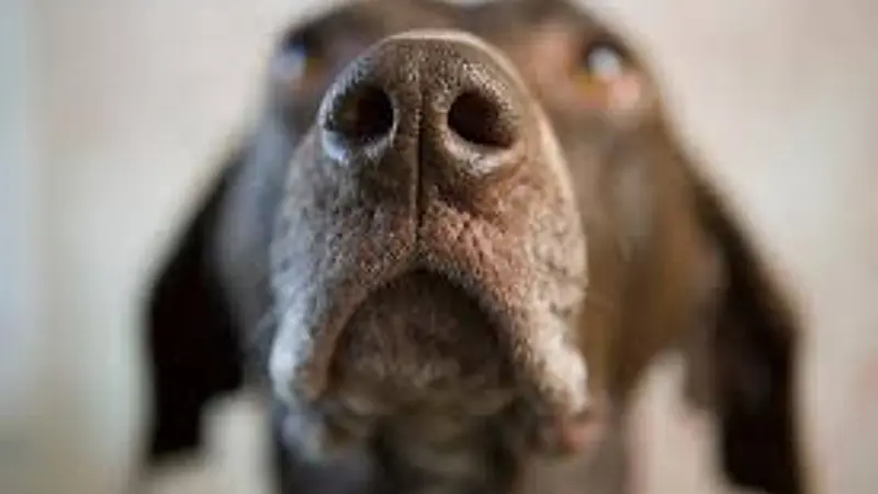 A Dog Sense of Smell Is 10000 to 100000 Times Better Than Yours