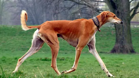The Saluki Is One of the Oldest Dog Breeds Dating Back Thousands of Years