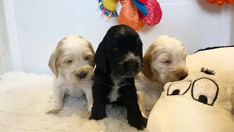 All Puppies Are Born Deaf and Cannot Hear at Birth