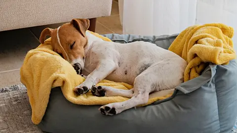 Dogs Can Dream Just Like Humans Do
