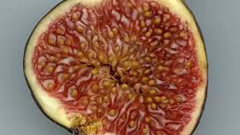 A Fig Is Actually an Inverted Flower Cluster Inside Out