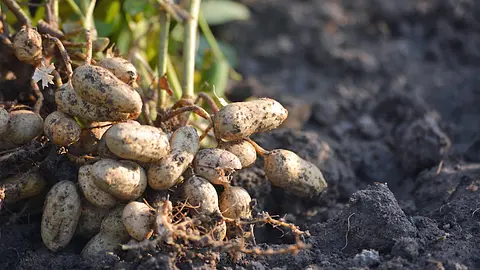 Peanuts Grow Underground Like Root Vegetables