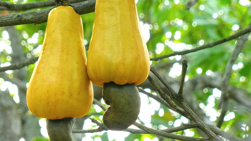 Cashews grow on the bottom of a fruit called the cashew apple