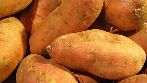 Sweet Potatoes Are Natural GMOs Created 8,000 Years Ago