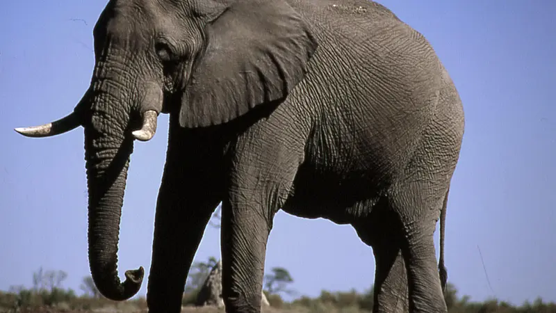 Elephants are the only mammals that cannot jump
