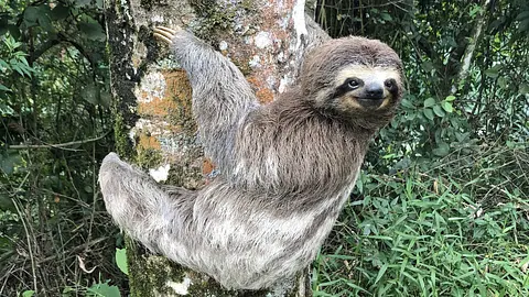Sloths take an entire month to digest a single meal