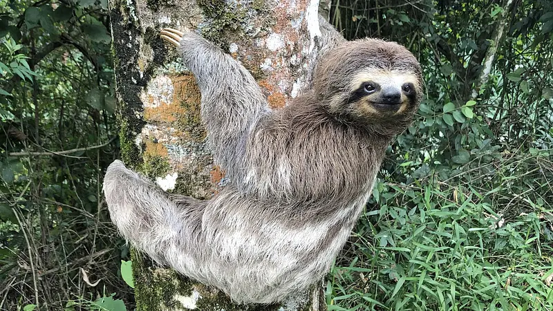 Sloths Can Hold Their Breath Longer Than Dolphins