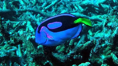 Coral reefs contain one quarter of all ocean species