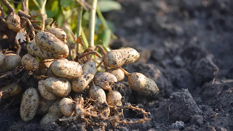 Peanuts are not actually nuts they are legumes
