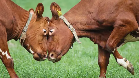 Cows have best friends and experience separation anxiety