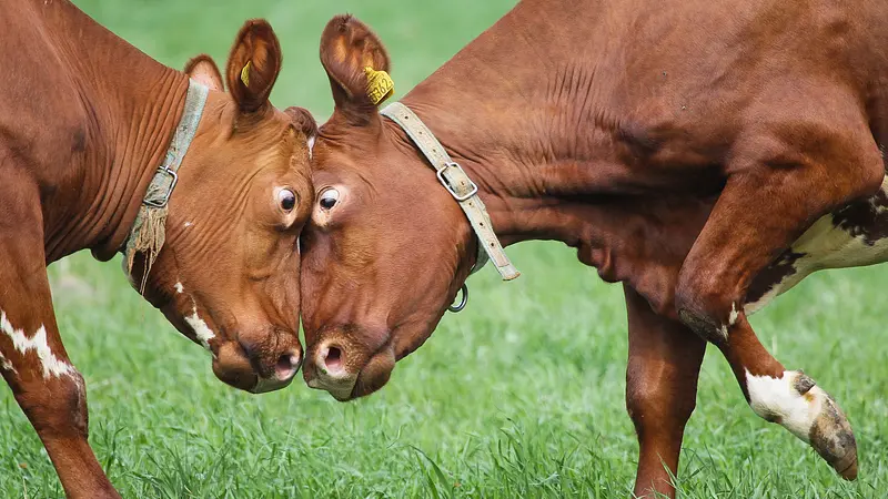 Cows have best friends and experience separation anxiety