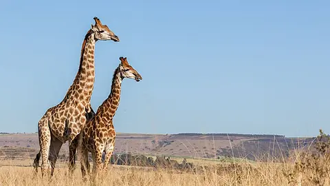 Giraffe necks have the same number of vertebrae as humans
