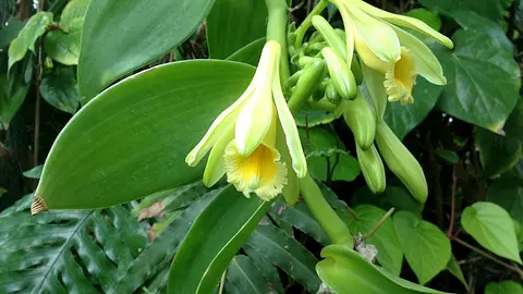 Vanilla Is the World's Second Most Expensive Spice and Was Named After a Vagina