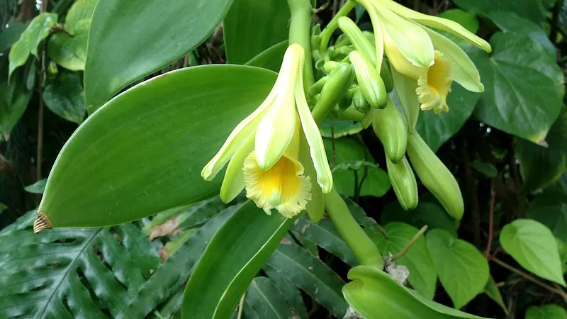 Vanilla Is the World's Second Most Expensive Spice and Was Named After a Vagina
