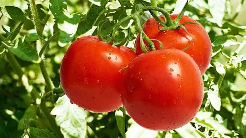Tomatoes Were Feared as Poison for 200 Years Because of Aristocrats' Plates