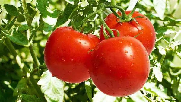 Tomatoes Were Feared as Poison for 200 Years Because of Aristocrats' Plates