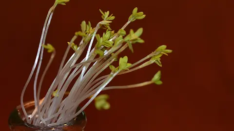 Plants Navigate Toward Light Using Air Pockets Between Their Cells as Lenses