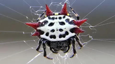 This Spider Runs on an 18.5-Hour Day and Shrugs Off Jet Lag Instantly