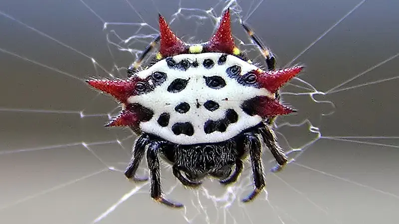 This Spider Runs on an 18.5-Hour Day and Shrugs Off Jet Lag Instantly