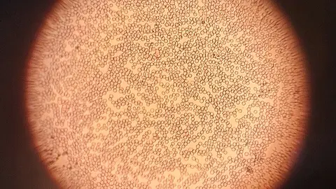 The human body produces new red blood cells every single day