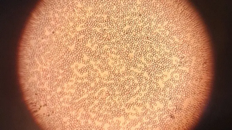 The human body produces new red blood cells every single day