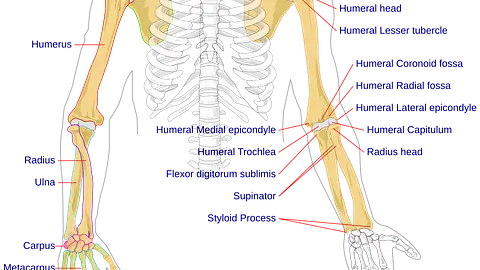 Human bones are stronger than steel by weight