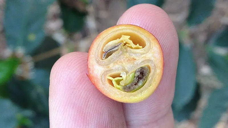 Coffee is technically a fruit not a bean