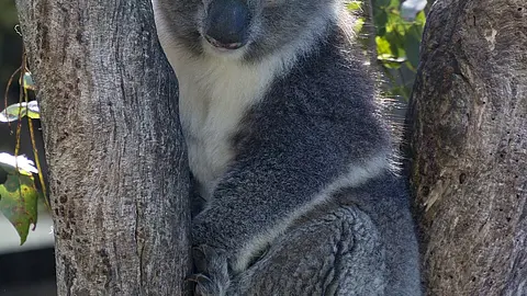 Koalas fingerprints are nearly identical to human fingerprints